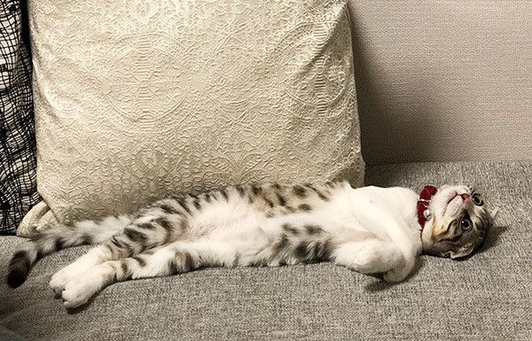 ヘソ天するスコティッシュフォールド