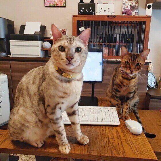 ベンガルの景虎くん