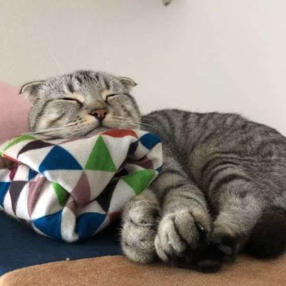 ぐっすり眠るスコティッシュフォールド