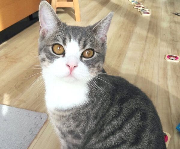 見つめるあおちゃん