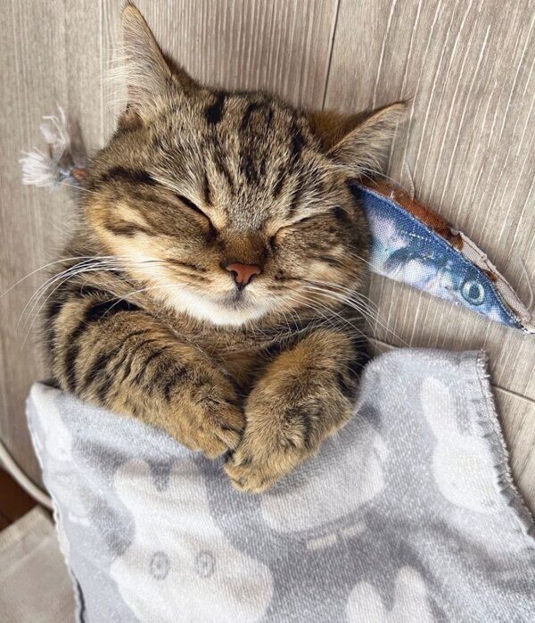 気持ちよさそうに眠るチョパえもんくん