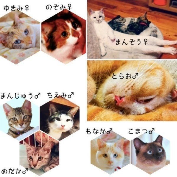 @fig1109さんの愛猫たち