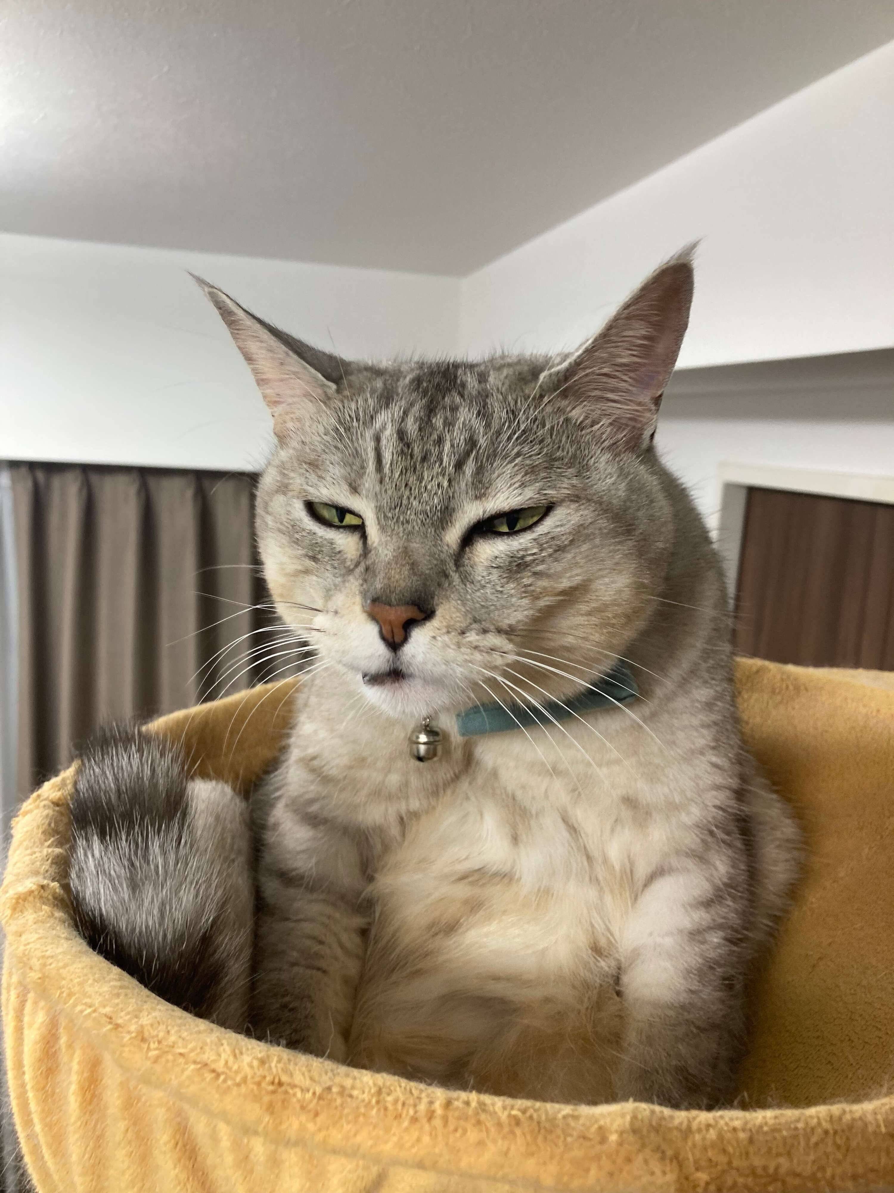 目を細めている猫