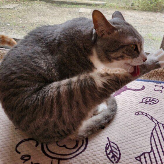 みかん MIX サバトラ 足