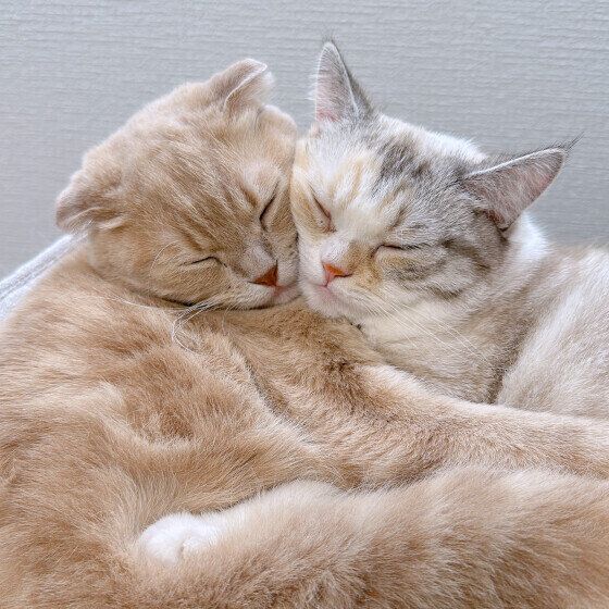 マンチカンの藤ちゃんと同居猫ちゃん