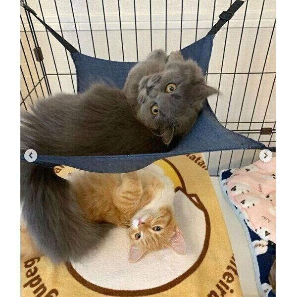 ゴロゴロしながら飼い主さんを出迎えるアオくん、ウニちゃん