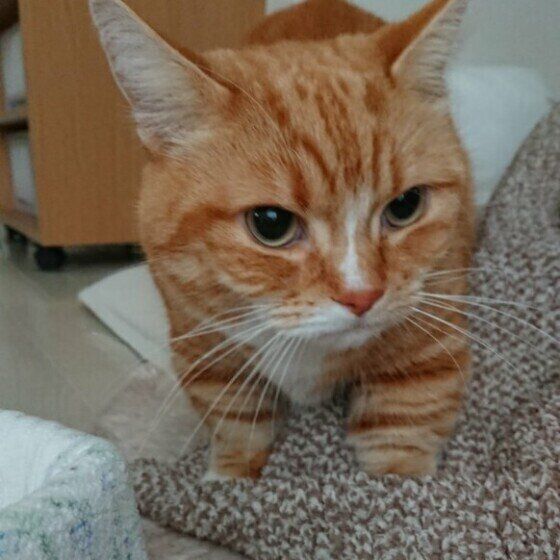 ふみふみするマンチカン