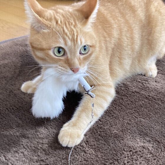 新しいおもちゃで遊ぶバロンくん