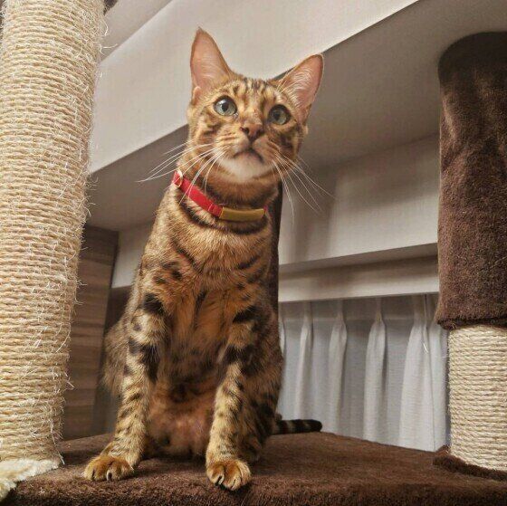 見つめるベンガル