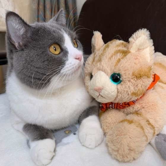 ぬいぐるみとブリティッシュショートヘア