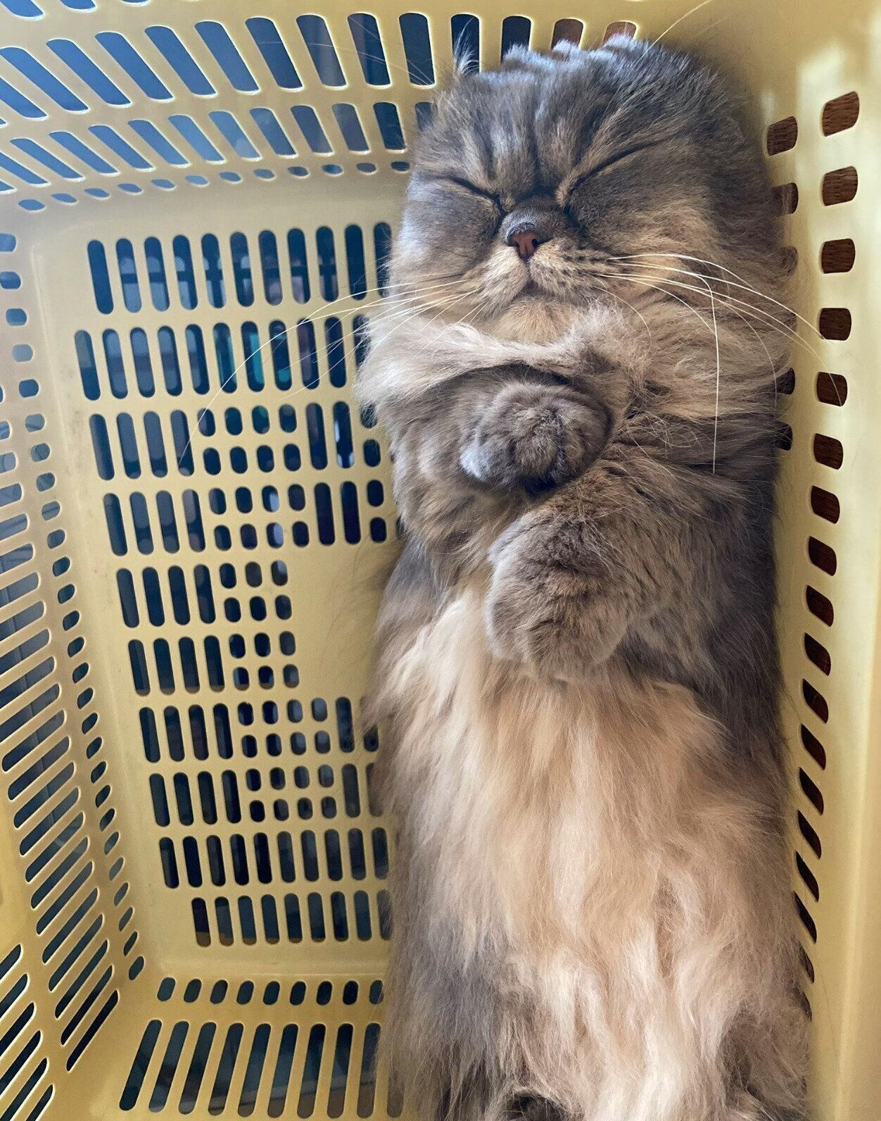 カゴの中で気持ちよさそうに眠るゆずちゃん