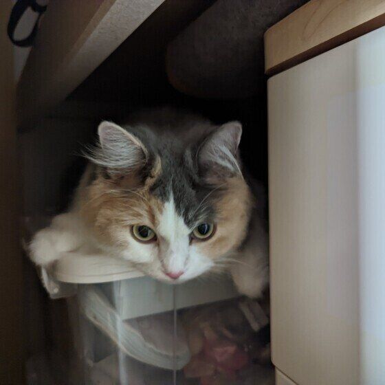 クローゼットに入るサイベリアン