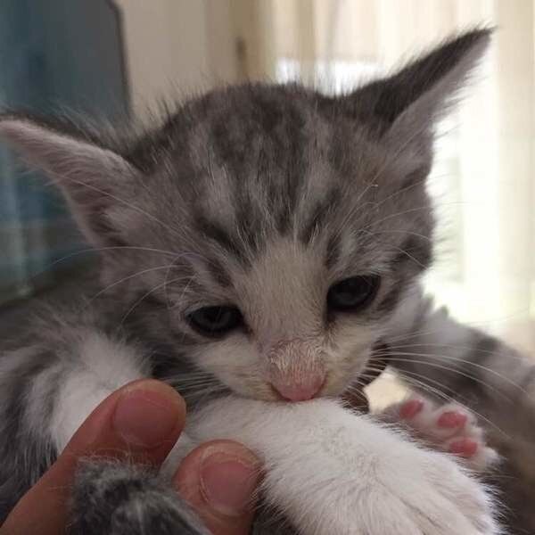 抱かれる子猫