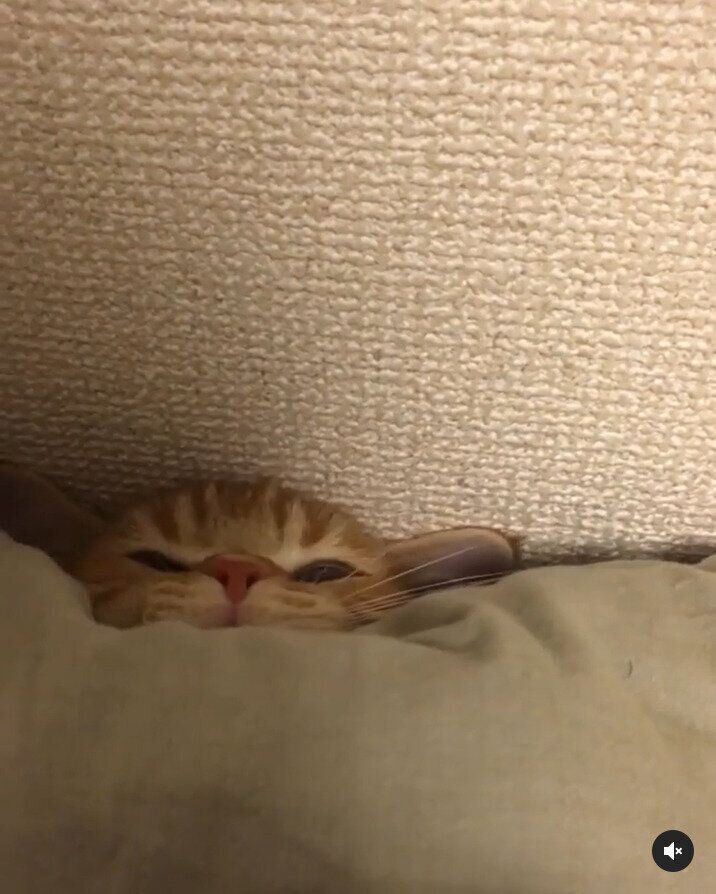 隠れん坊するマンチカン猫のうにくん2