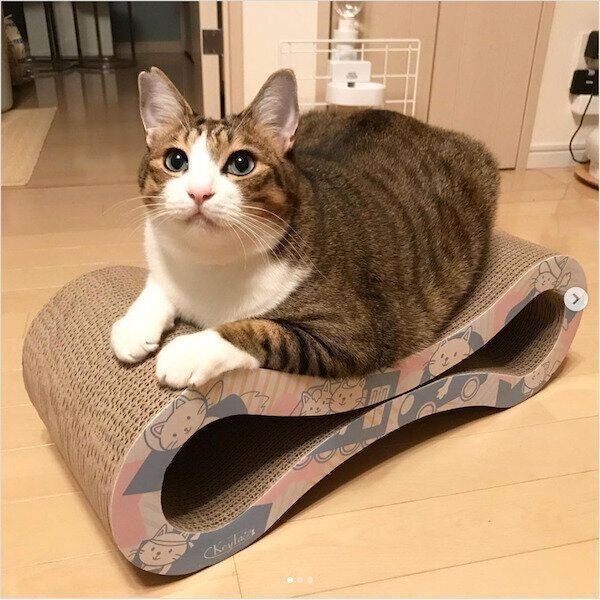 「KeyTail（キーテイル）の爪とぎ」