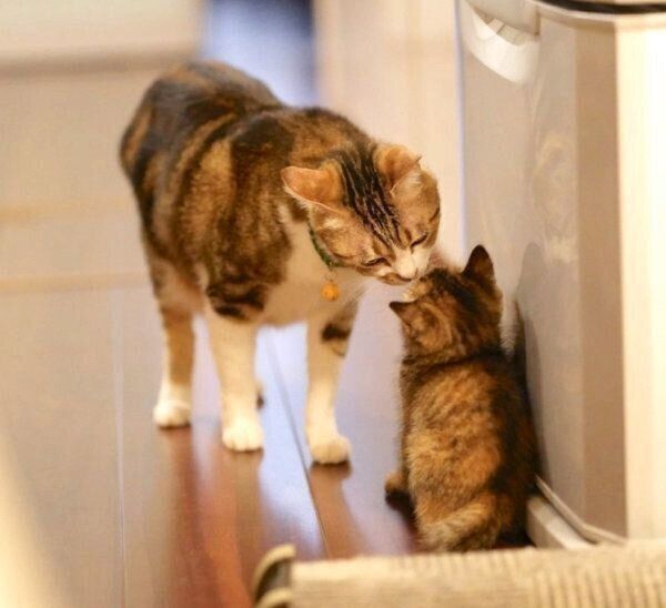 先住猫としじみちゃん