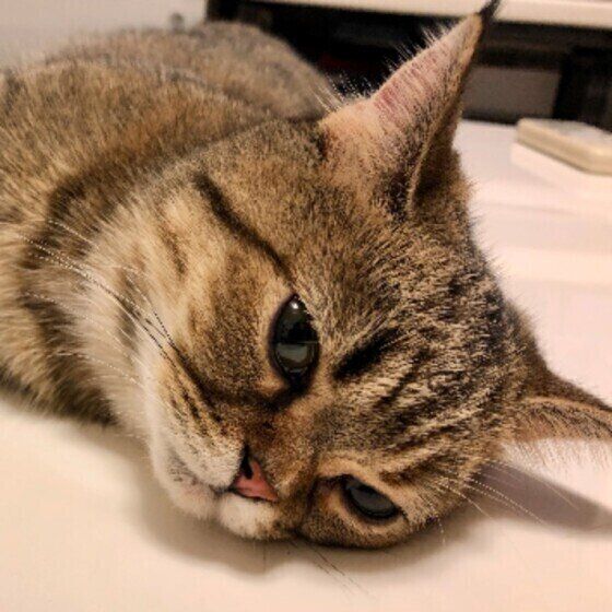 眠そうなむぎちゃん