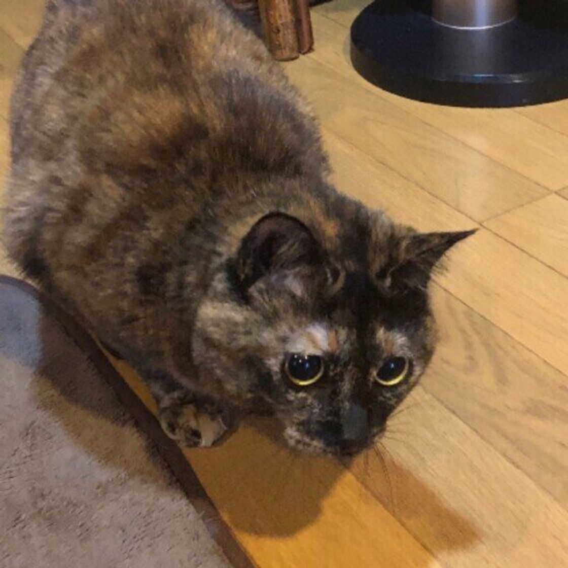 猫がおしりフリフリするタイミングは 実は後ろ足で足踏みしていた ねこのきもちweb Magazine 猫がおしりフリフリするタイミングは 実は後ろ足で足踏みしていた ねこのきもちweb Magazine