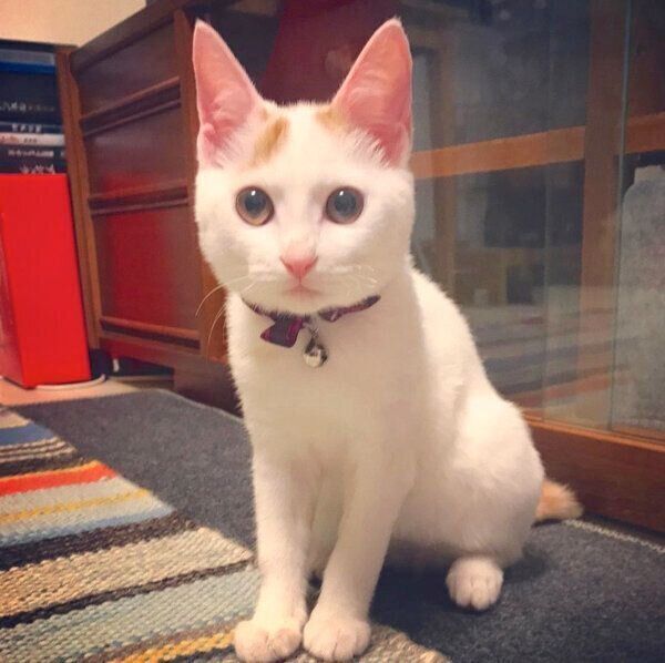 見つめるサニちゃん