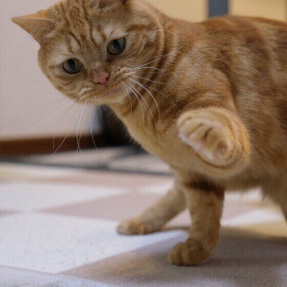 スコティッシュフォールドのラテくん