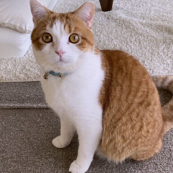 スコティッシュフォールドのはるくん♪