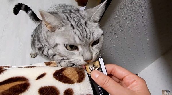 おやつを食べるアメリカンショートヘア