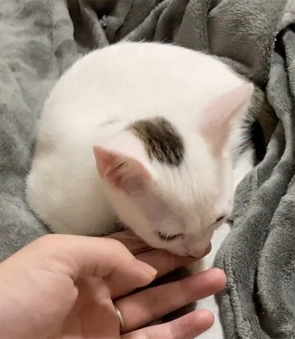 指吸いするこまちちゃん