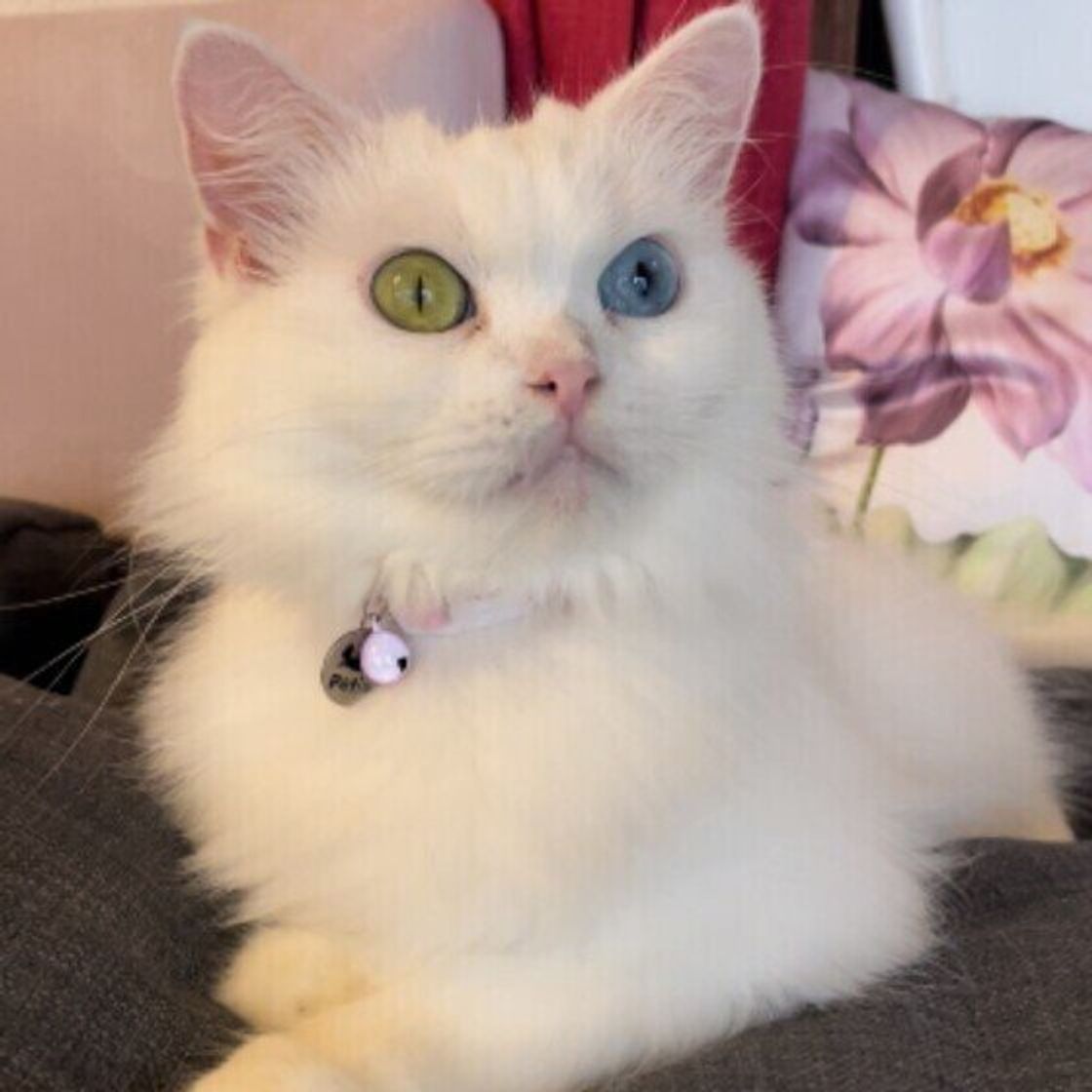 幸運を呼ぶ猫 白猫に多い オッド アイ の魅力 ねこのきもちweb Magazine 幸運を呼ぶ猫 白猫に多い オッド アイ の魅力 ねこのきもちweb Magazine