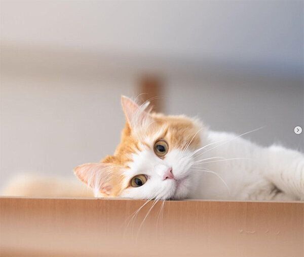 見つめるりりちゃん