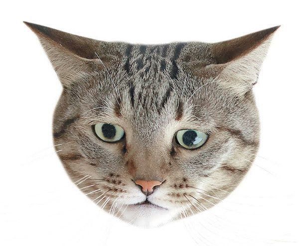 猫からのNOサインとは