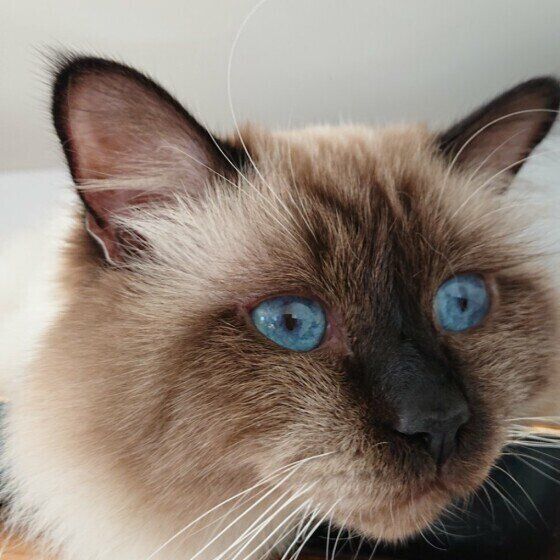 ぼーっとしているバーマン