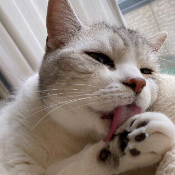 ミヌエットのくーたちゃん