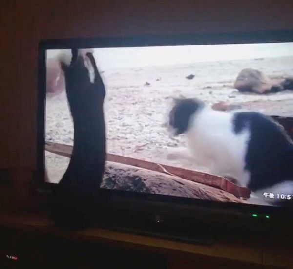 テレビを見つめる黒猫