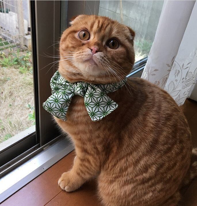 スコティッシュフォールドのむぎちゃん