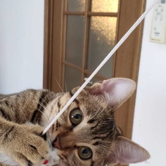 おもちゃで遊ぶキジトラ