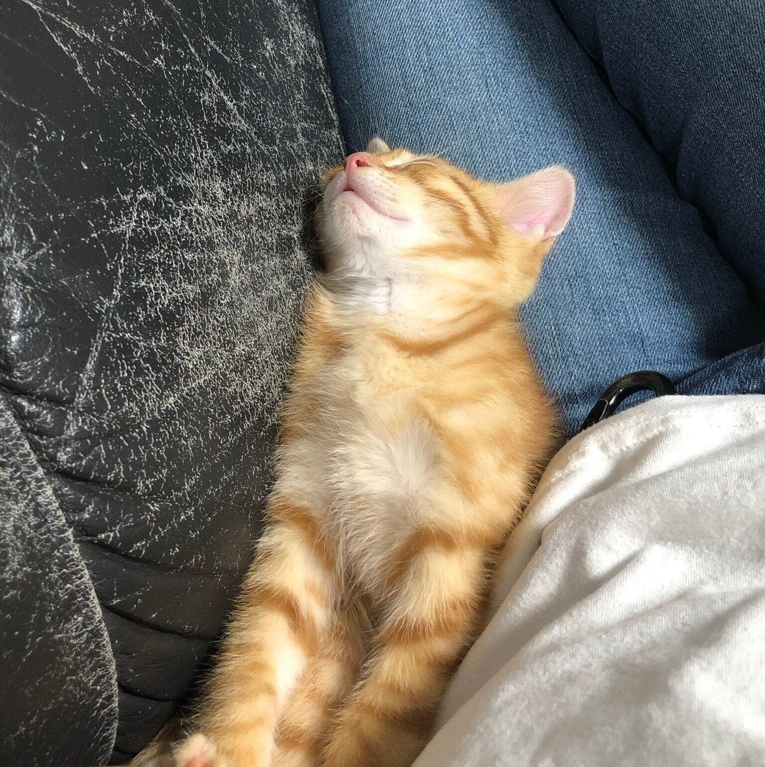 子猫の頃のころもくん　飼い主さんのひざに寄り添い睡眠