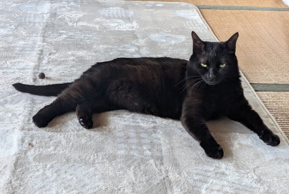  くつろいでいる猫
