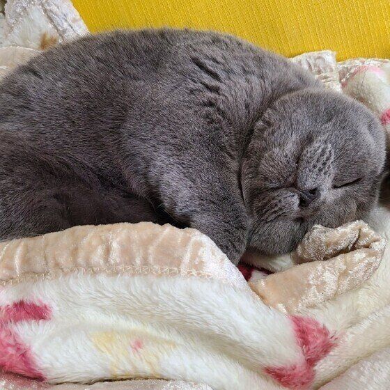 ブリティッシュショートヘアのタピちゃん