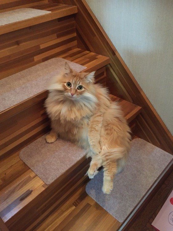 れおくんのグラビアポーズ