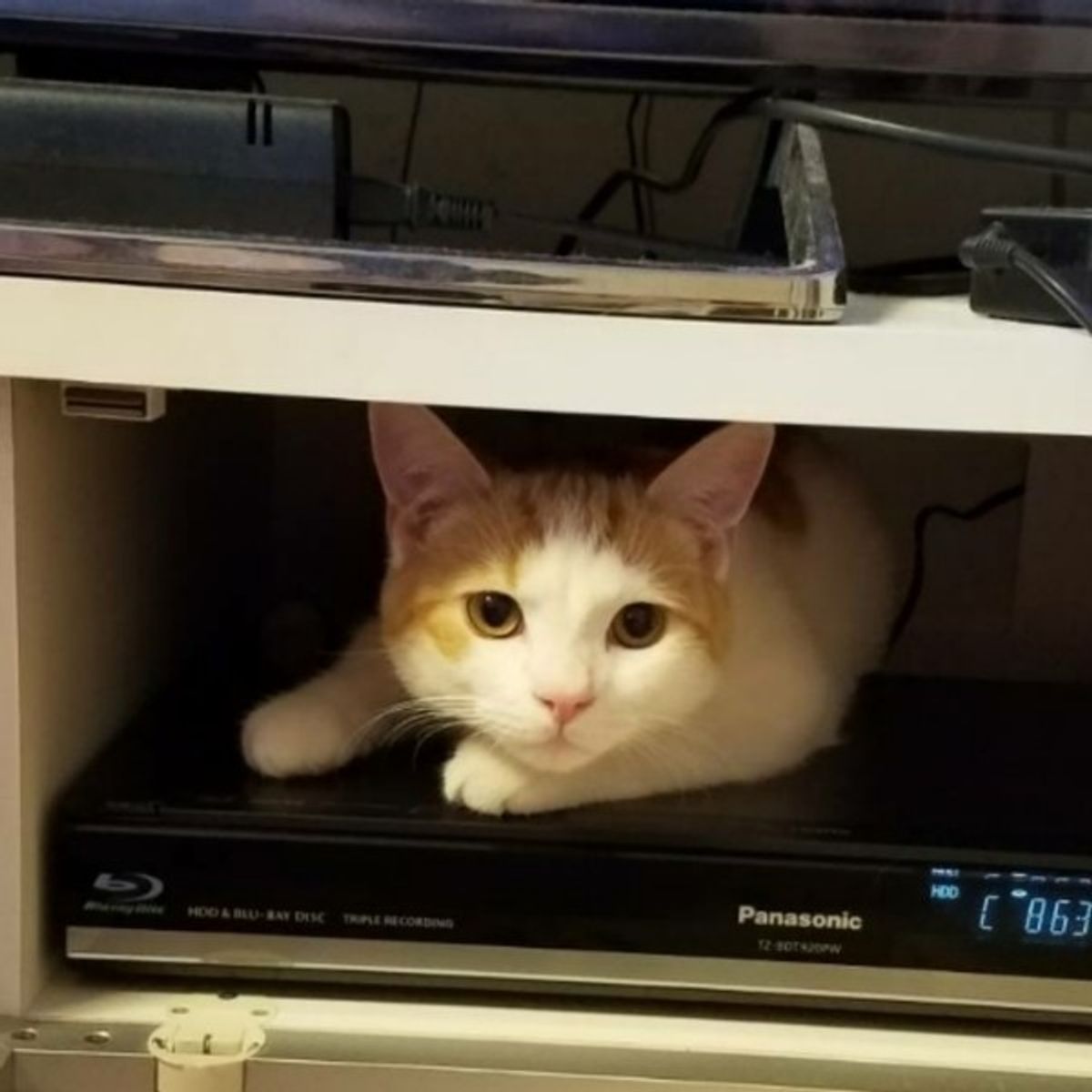 なんでそんなところに 意地でも入りたい猫たち ねこのきもちweb Magazine なんでそんなところに 意地でも入りたい猫たち ねこのきもちweb Magazine