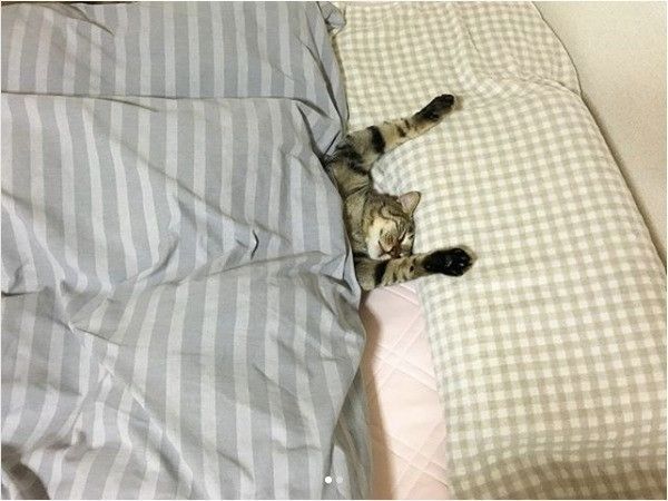 仰向けニャンコ