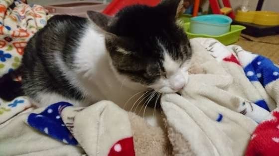 毛布をふみふみする猫