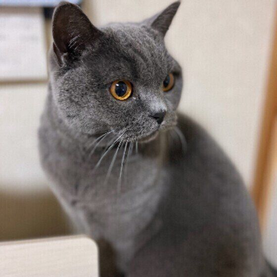 ブリティッシュショートヘアのマリウスくん♪