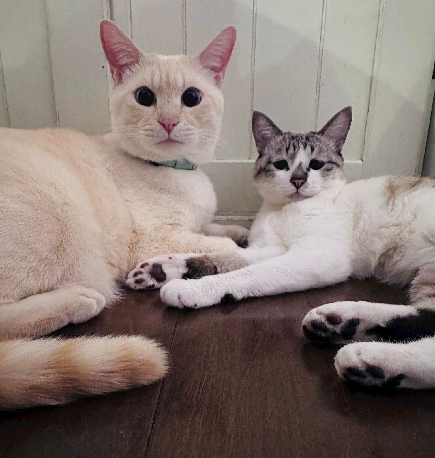 仲良しなミントちゃん、リリィちゃん