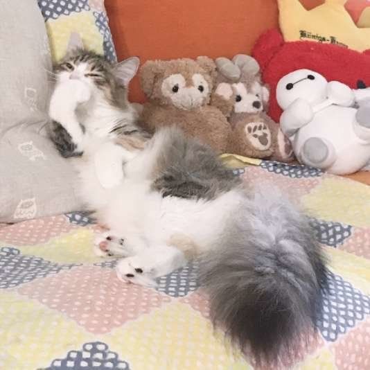 ごろごろするノルウェージアンフォレストキャット