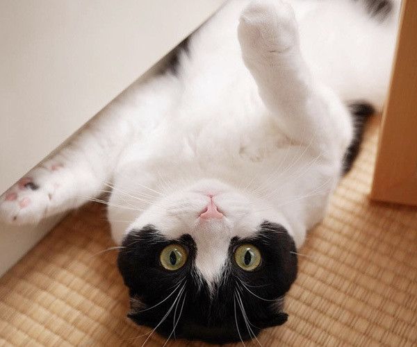 見つめるスコティッシュフォールド