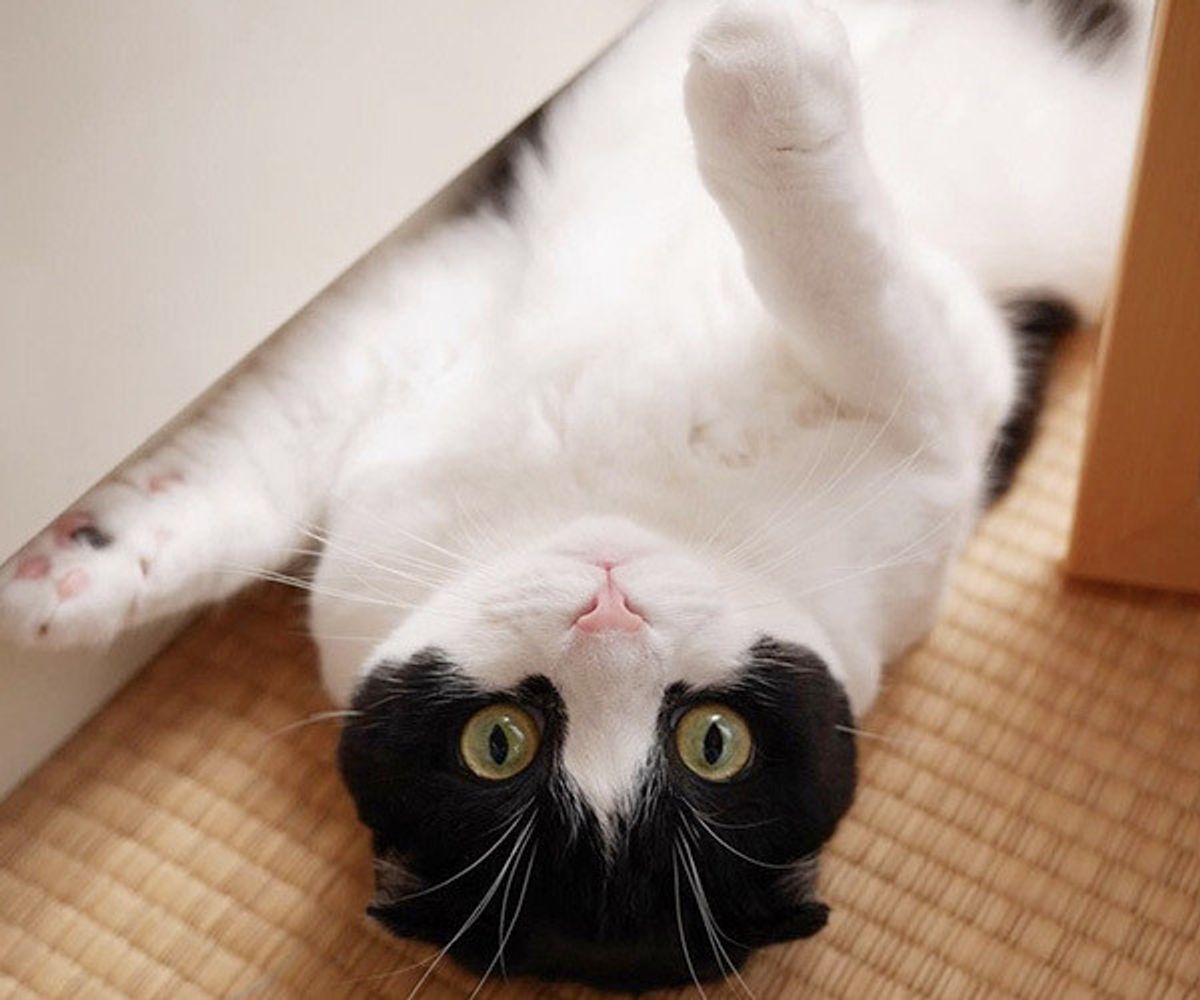 仏壇からしか水を飲まない猫ちゃん そこには深い理由があって ねこナビ