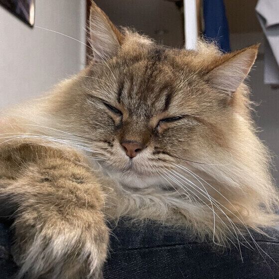 飼い主さんの膝の上に乗るペルシャのかかおくん