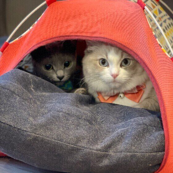 仲よくテントに入るラグドールのすずちゃん