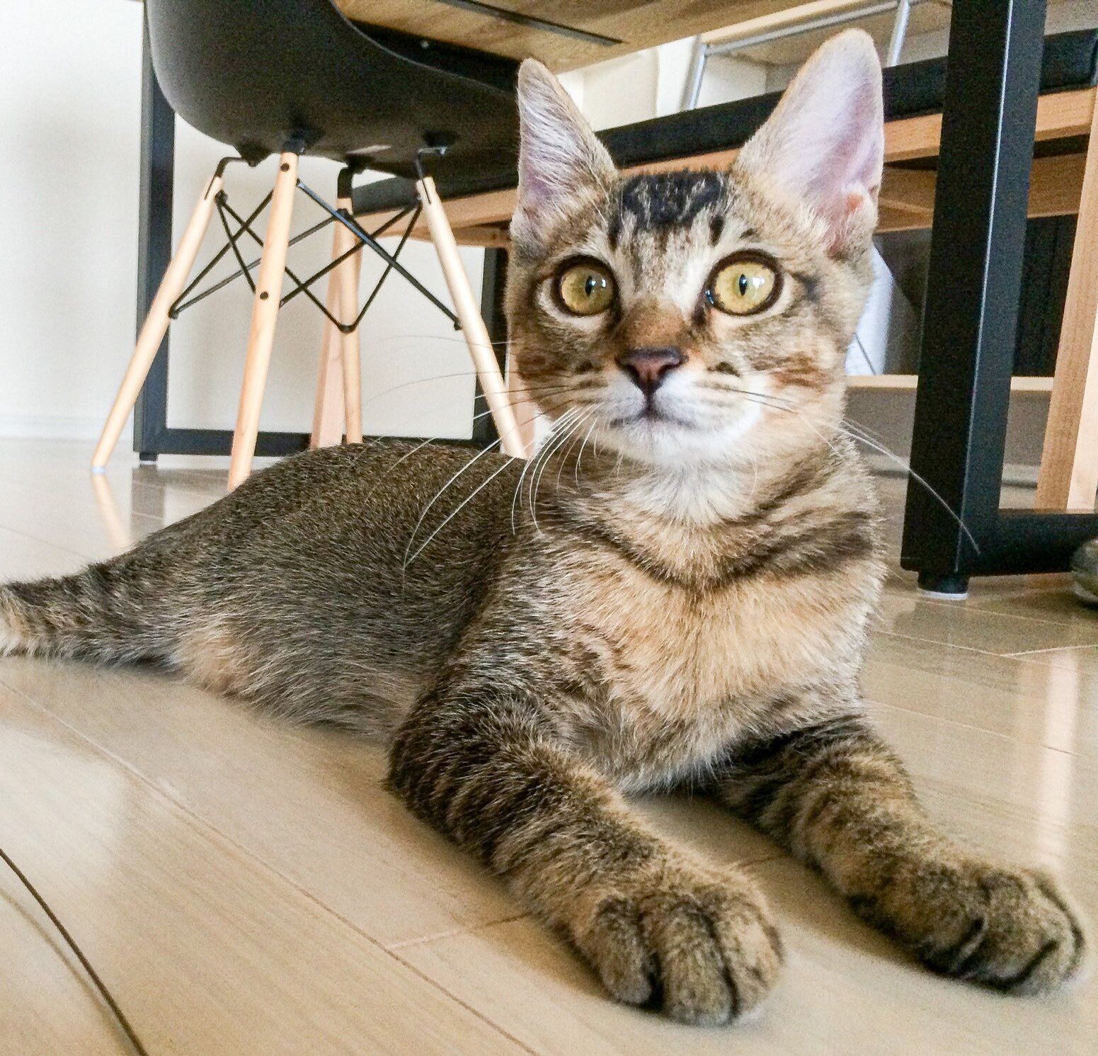 くつろいでいる推定生後5カ月の子猫